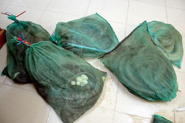 Hà Nội: Gần một tạ rắn hổ mang chết ngạt vì “đi” taxi trời nóng