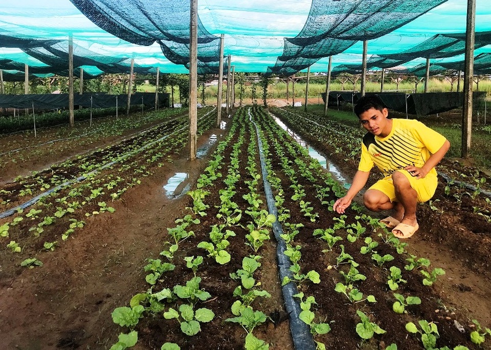 Chàng trai đi Nhật về dùng ớt, tỏi, rau răm… chế thuốc trị bệnh cho rau - 3 Chàng trai đi Nhật về dùng ớt, tỏi, rau răm… chế thuốc trị bệnh cho rau - 3