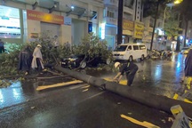 Cây cổ thụ bật gốc, đổ vào ô tô trong cơn mưa