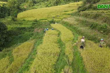 Mùa vàng rực rỡ ở Tiên Yên