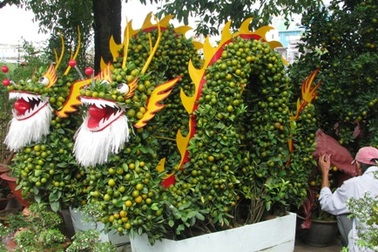 Cho thuê mai vàng chơi Tết