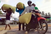 Nghề “hot” ở Cà Mau: Tải lúa thuê kiếm tiền triệu mỗi ngày