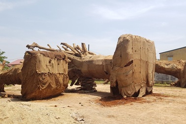 Công an Thừa Thiên Huế thông tin chính thức vụ 3 cây “quái thú”