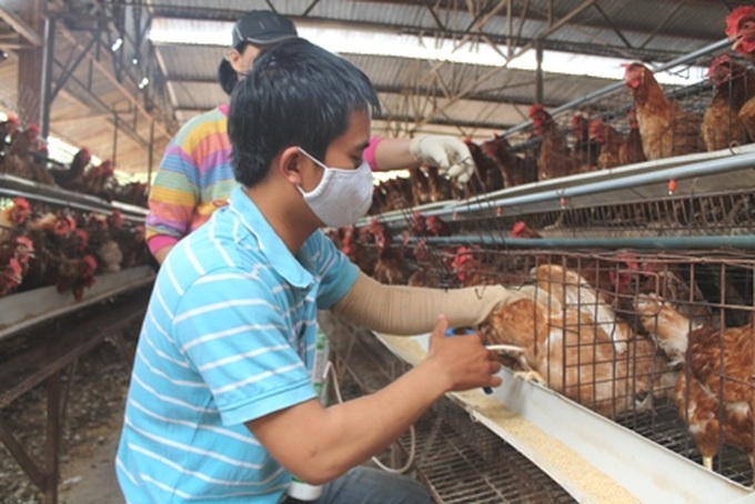 Khống chế dịch cúm gia cầm A/H5N8 - Ảnh 1.