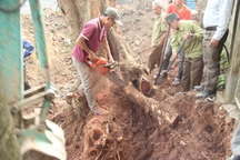 Cận cảnh buổi chặt hạ "cây sưa trăm tỷ" ở Hà Nội