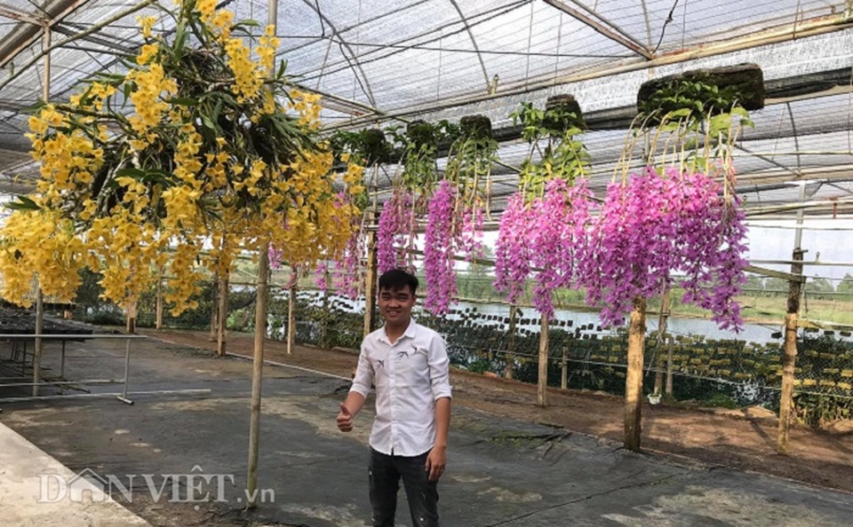 Giàn phong lan giả hạc thanh củi khủng của 9X Lâm Đồng - 1 Giàn phong lan giả hạc thanh củi khủng của 9X Lâm Đồng - 1