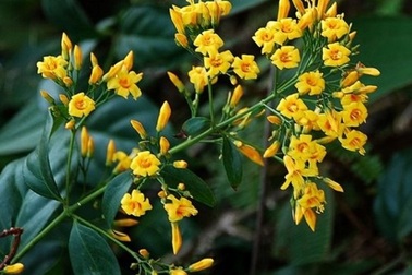 Hai vợ chồng nguy kịch sau khi uống chung cốc nước