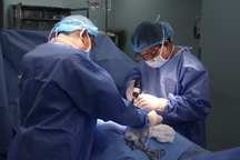 Cấp cứu người đàn ông bị tai nạn oái oăm khi vào chuồng đỡ đẻ cho heo