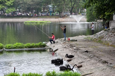 Hà Nội: Thản nhiên câu cá gần đàn thiên nga ở hồ Thiền Quang