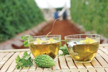 Trà khổ qua rừng - Thức uống "vàng" cho sức khỏe