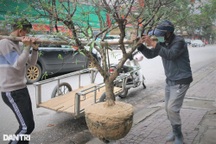 Sau Tết, có thể kiếm tiền triệu, vì sao người trồng đào từ chối?