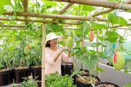 Vườn rau sạch, dưa trái lúc lỉu rộng 100m2 trên sân thượng của nữ kế toán
