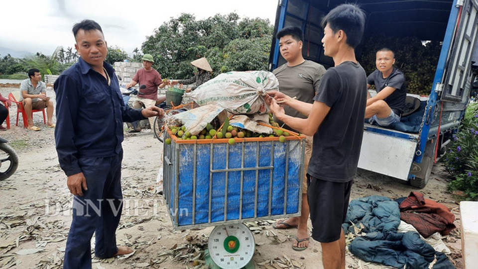Quảng Ninh: Bội thu vải chín sớm, thương lái kéo về mua nườm nượp, nông dân thu tiền tỷ - 2 Quảng Ninh: Bội thu vải chín sớm, thương lái kéo về mua nườm nượp, nông dân thu tiền tỷ - 2