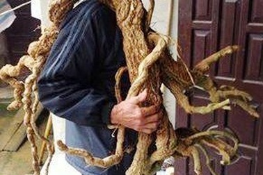 Xôn xao chuyện người dân đào được rễ cây ba kích “khủng”