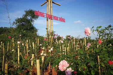 Người đàn ông "bỏ phố lên rừng" dựng nông trại hoa hồng