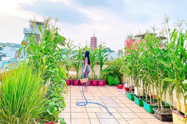 Nữ giám đốc trẻ "mát tay" làm vườn 170m2 ngập rau, trái trên sân thượng