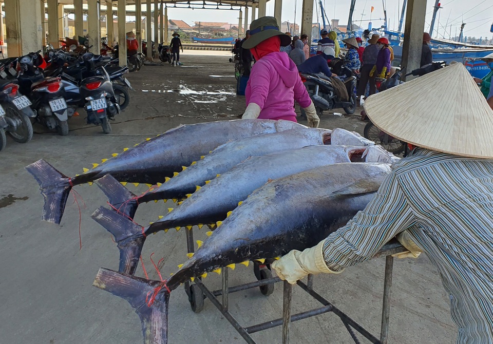 Cận cảnh mẻ cá ngừ đại dương nặng 40 - 60kg/con cập cảng ngày giáp Tết - 8 Cận cảnh mẻ cá ngừ đại dương nặng 40 - 60kg/con cập cảng ngày giáp Tết - 8