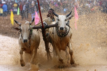 Đua bò Bảy Núi tại... Hà Nội