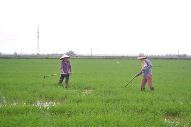 Quảng Trị: Gác chuyện vui xuân, người dân khẩn trương làm việc