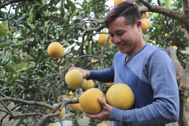 Bưởi Diễn được mùa, sẵn sàng dịp Tết