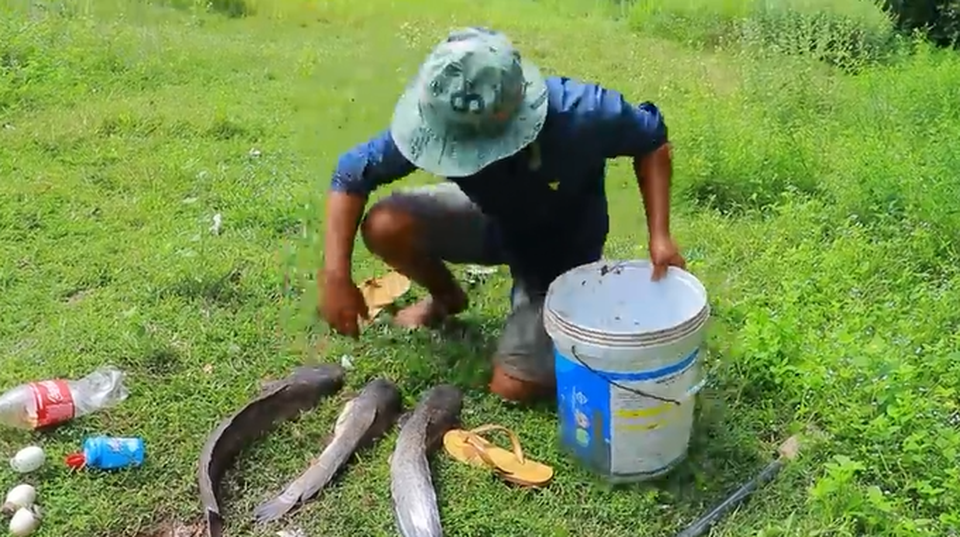 Phát sốt với video bắt cá trê “khủng” trong 6 phút từ “mồi câu” quen thuộc không ngờ - 2 Phát sốt với video bắt cá trê “khủng” trong 6 phút từ “mồi câu” quen thuộc không ngờ - 2