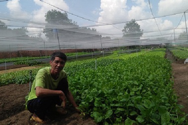 Tỷ phú rau Bình Dương: Mỗi ngày hái 3-4 tấn, thu 100 triệu đồng/tháng