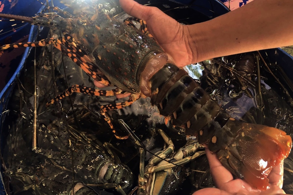 Hơn 2 tấn tôm hùm ở Phú Yên chết vì sốc nước ngọt, dân thiệt hại cả tỷ đồng - 1 Hơn 2 tấn tôm hùm ở Phú Yên chết vì sốc nước ngọt, dân thiệt hại cả tỷ đồng - 1
