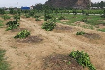 Nữ đội trưởng nhờ người chặt hạ vườn bưởi nhà Chủ tịch xã để trả thù