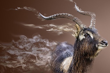 1.700 loài chim và động vật có thể bị “xoá sổ” vào năm 2070