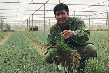 Lãng tử 9X xứ Thanh bỏ lương “khủng” về làng trồng...hành