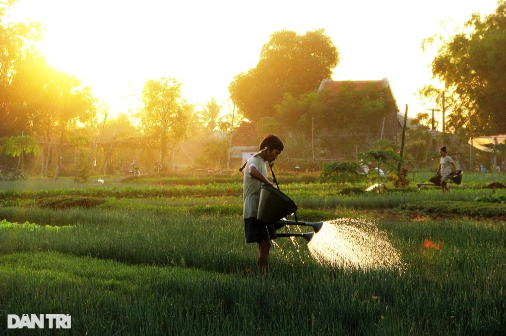 Nghề trồng rau Trà Quế được công nhận Di sản văn hóa phi vật thể Quốc gia - 3 Nghề trồng rau Trà Quế được công nhận Di sản văn hóa phi vật thể Quốc gia - 3