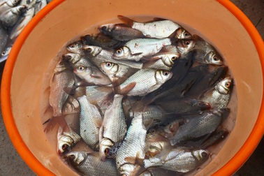 Bất chấp mưa bão, người dân vẫn đổ xô ra đồng kiếm “lộc trời”