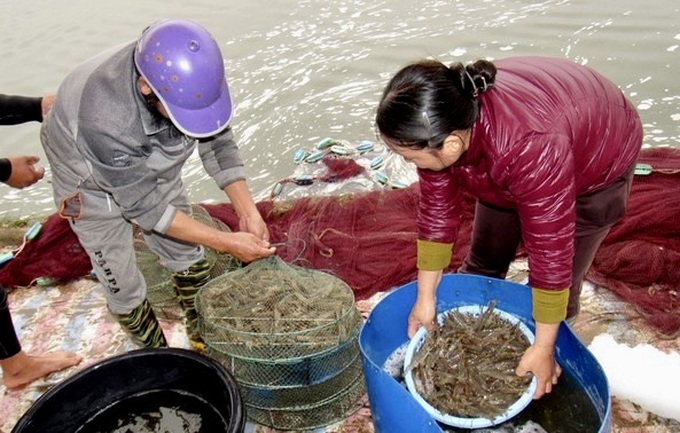 Nhờ được vay vốn từ Quỹ quốc gia về việc làm, hàng nghìn hộ dân trên địa bàn tỉnh Nghệ An đã phát triển chăn nuôi, trồng trọt, sản xuất và kinh doanh. Người dân Diễn Châu (Nghệ An) thu hoạch tôm