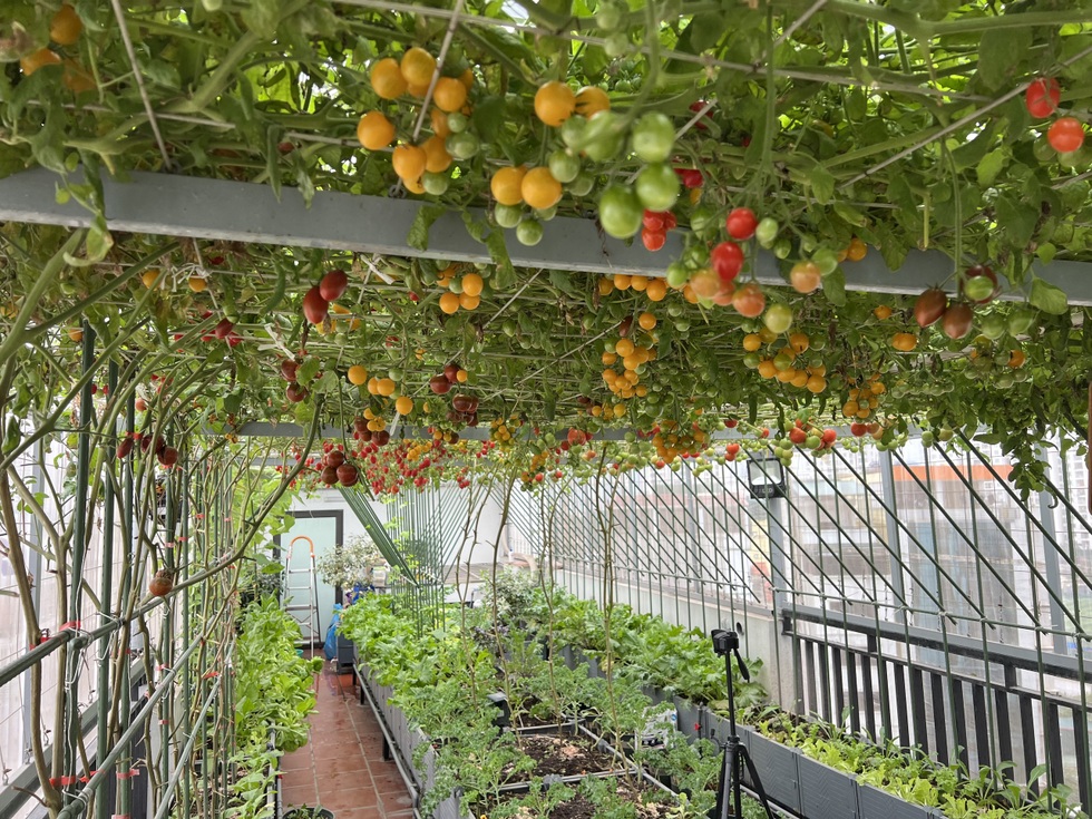 Ông bố ở Hà Nội chi nửa tỷ đồng làm vườn rau sân thượng - 1 Ông bố ở Hà Nội chi nửa tỷ đồng làm vườn rau sân thượng - 1