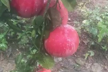 Dân buôn săn bưởi đỏ cờ, lùng mua cả vườn về bán Tết