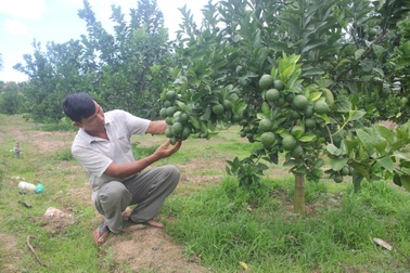 Lão nông "đút túi" nửa tỷ đồng mỗi năm từ vùng "đất chết"