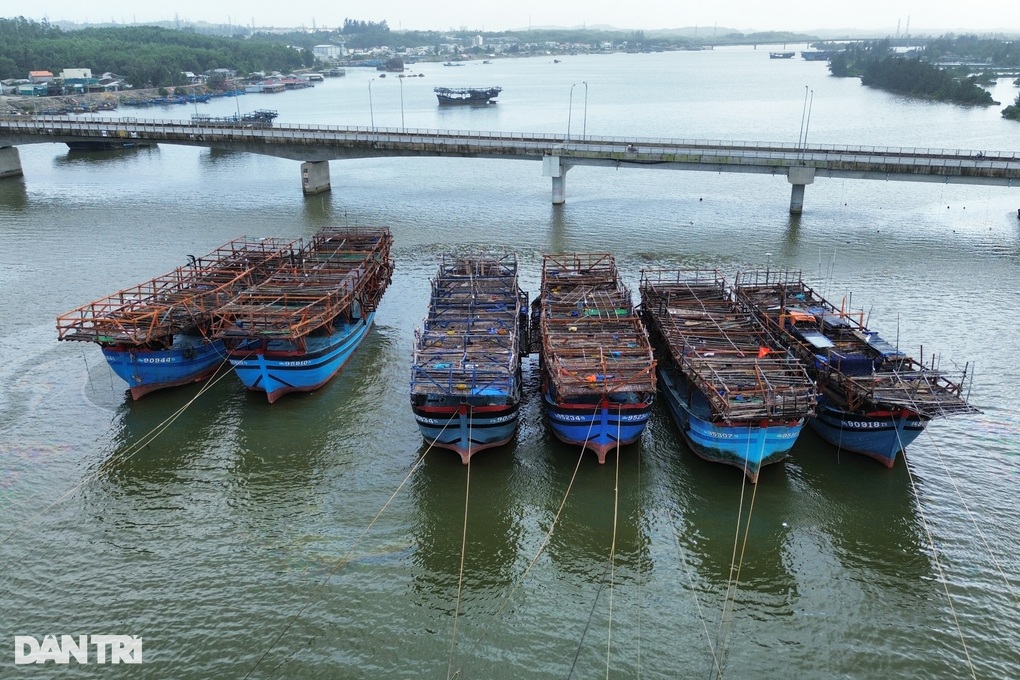 Lạ lùng tàu cá thu gần 8 tỷ đồng nhờ loại mực vừa mặn, vừa đắng - 3