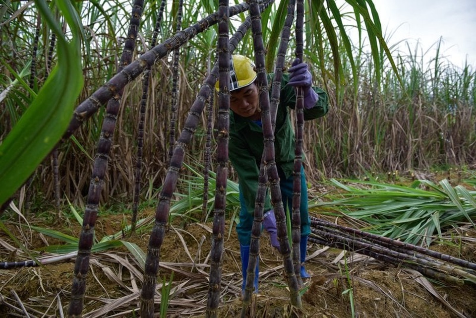 Nông dân lo mất Tết vì mía mất mùa, rớt giá - 3 Nông dân lo mất Tết vì mía mất mùa, rớt giá - 3
