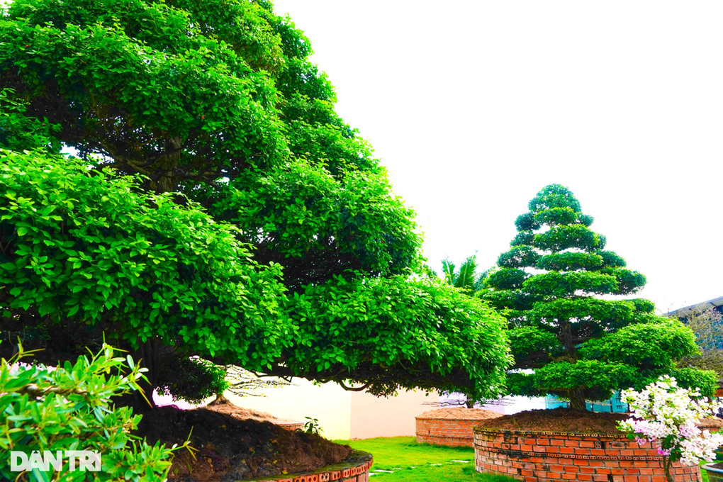 Ngắm hàng nguyệt quế siêu khủng, dáng giống nhau y đúc giá tiền tỷ - 3 Ngắm hàng nguyệt quế siêu khủng, dáng giống nhau y đúc giá tiền tỷ - 3