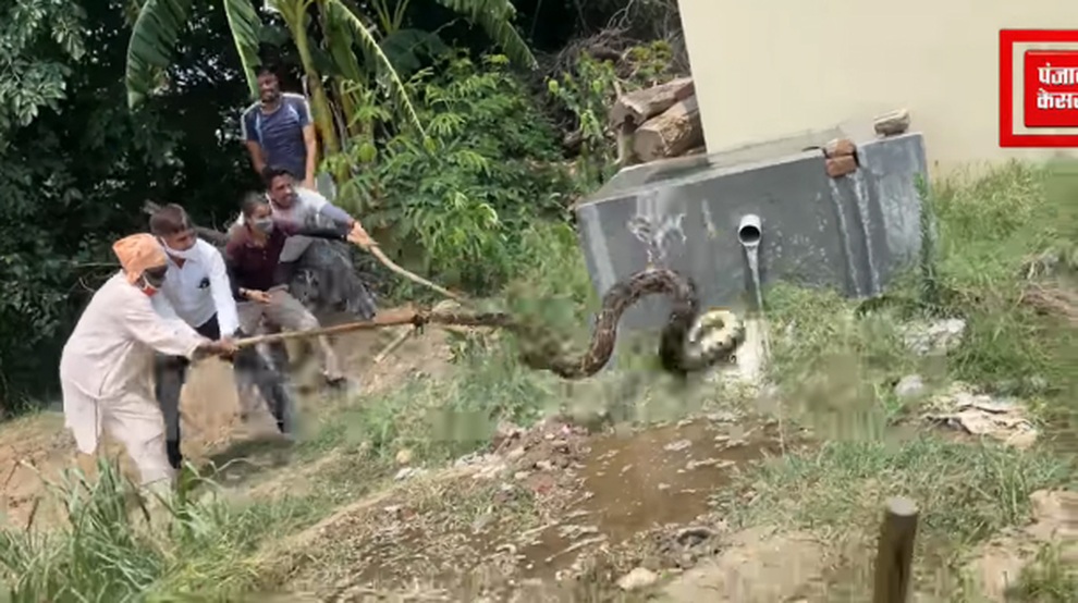 Clip: Rùng mình khoảnh khắc đưa trăn khổng lồ ra khỏi bể nước - 1 Clip: Rùng mình khoảnh khắc đưa trăn khổng lồ ra khỏi bể nước - 1