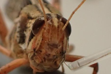 Châu chấu có thể đánh hơi được bom