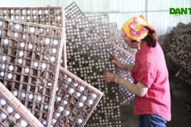 Lãi kép từ nuôi con khó chiều, nằm điều hòa