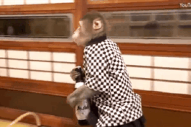 Nhà hàng Nhật Bản tuyển khỉ làm bồi bàn