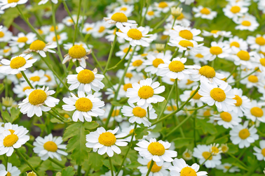 Cúc ngải vàng: Loài hoa “thần thoại” cho người đau nửa đầu từ Hy Lạp cổ đại