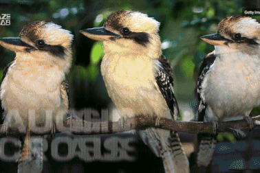 Loài chim hót như tiếng người cười, tự quyết định giới tính con non