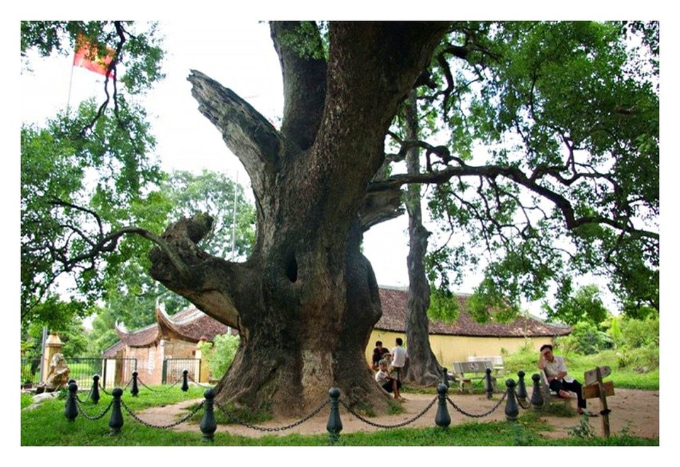 Những cổ thụ ngàn năm tuổi, tiền tấn không thể mua - 3