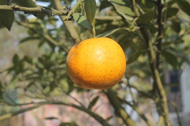 Cam xã Đoài 80 nghìn đồng/quả vẫn “cháy” hàng