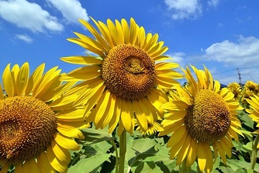 Thú vị những bông hoa hướng dương biết cười