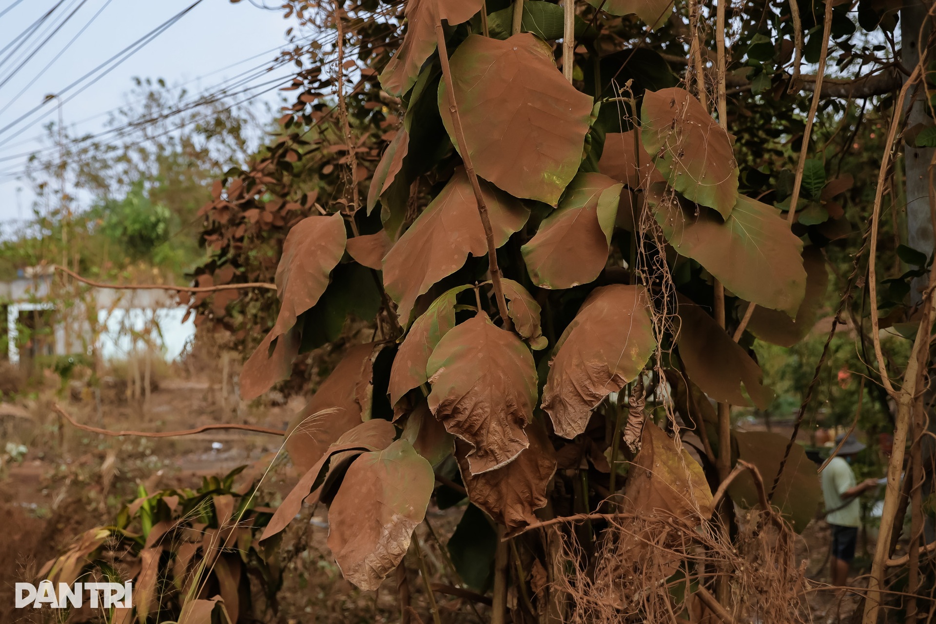 Bụi đỏ phủ kín ngóc ngách nhà dân ven dự án sân bay lớn nhất Việt Nam - 9 Bụi đỏ phủ kín ngóc ngách nhà dân ven dự án sân bay lớn nhất Việt Nam - 9