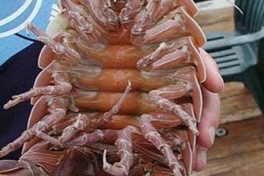 Cận cảnh gián biển khổng lồ dài gần 1 mét